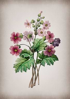 Vintage Chinese Primrose