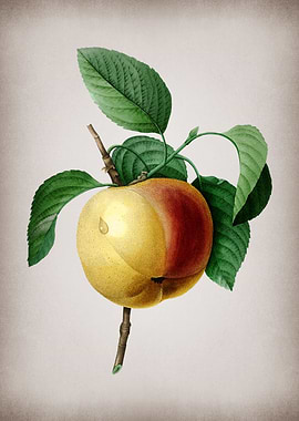 Vintage Calville Apple