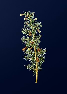 Blue Floral Illustration