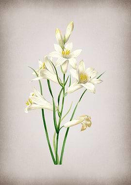 Vintage St Brunos Lily