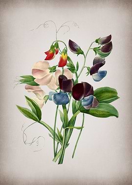 Vintage Sweet Pea