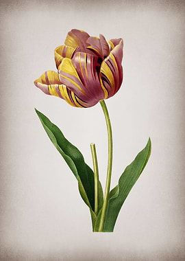 Vintage Tulip