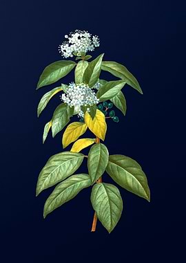 Blue Floral Illustration