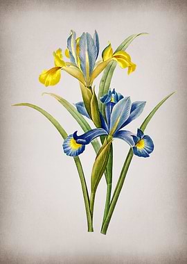 Vintage Spanish Iris