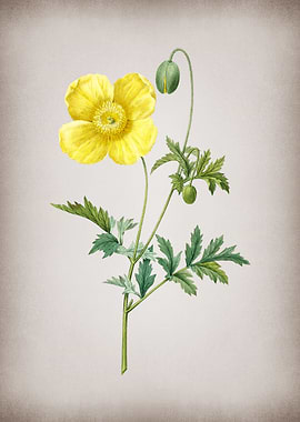 Vintage Welsh Poppy