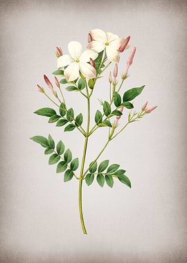 Vintage Spanish Jasmine