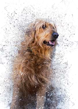 Shattered Golden Retriever