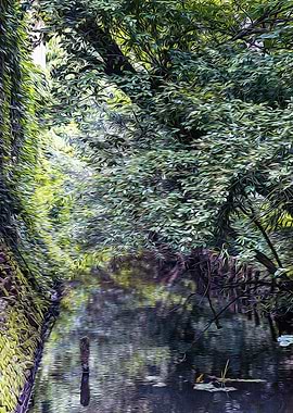 Small stream in a forest
