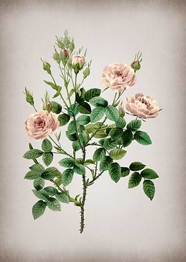 Vintage Rosier Pompon