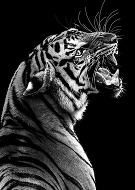 wild angry tiger head