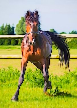 Bay Horse