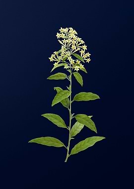 Blue Floral Illustration