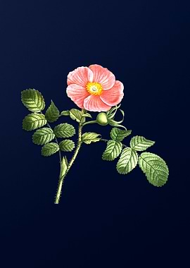 Blue Floral Illustration