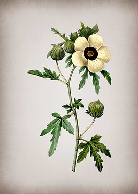 Vintage Venice Mallow