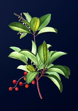 Blue Floral Illustration