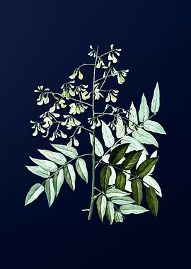 Blue Floral Illustration