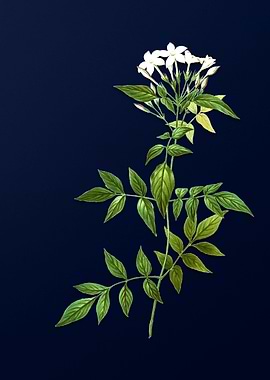 Blue Floral Illustration