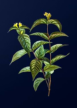 Vintage Botanical Painting