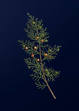 Vintage Botanical Painting