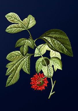 Vintage Botanical Painting