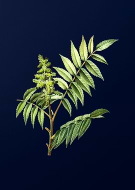 Blue Leaf Branch Drawing