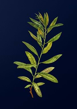 Vintage Branch Painting