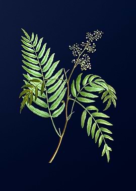 Vintage Botanical Painting