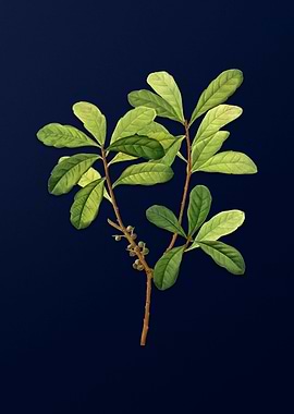 Vintage Botanical Painting