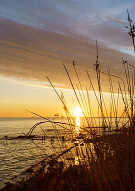 A bush cuts the dawn sun