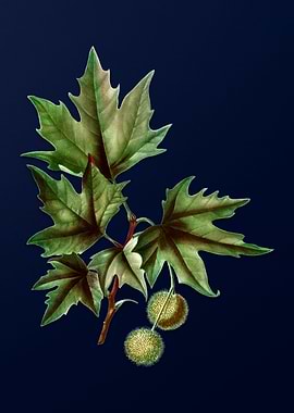 Vintage Botanical Painting