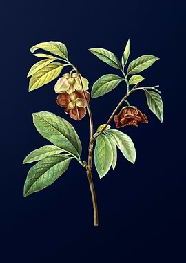 Blue Leaf Branch Drawing