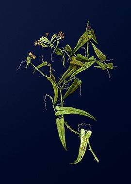 Vintage Branch Painting