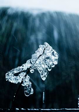 Macro Frozen Landscape 01