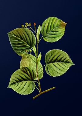 Vintage Branch Painting