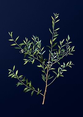 Vintage Botanical Painting