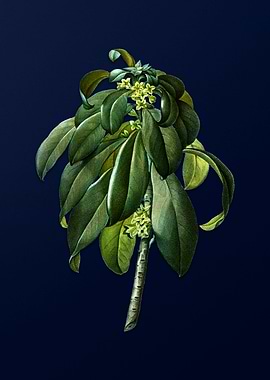 Blue Leaf Branch Drawing