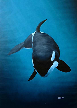 She Wolf - Killer Whale