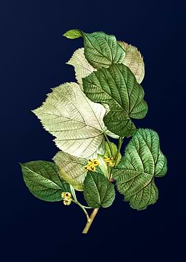 Vintage Botanical Painting