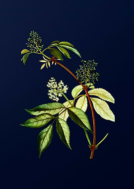 Blue Leaf Branch Drawing