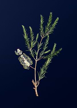 Blue Leaf Branch Drawing