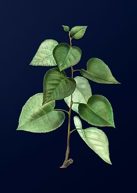 Vintage Branch Painting