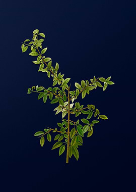 Blue Leaf Branch Drawing