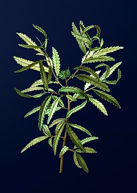 Blue Leaf Branch Drawing