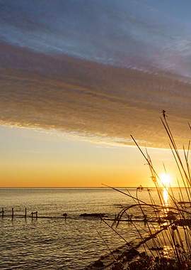 Plants cuts the dawn sun