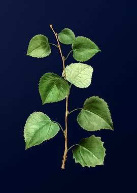 Vintage Branch Painting