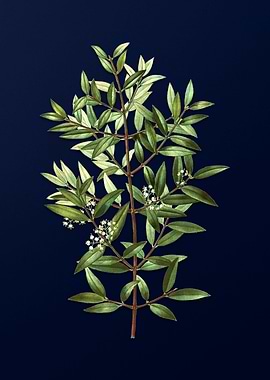 Vintage Botanical Painting