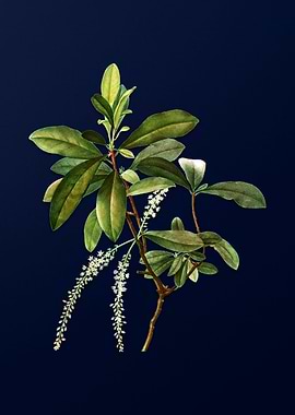 Botanical Painting on Blue