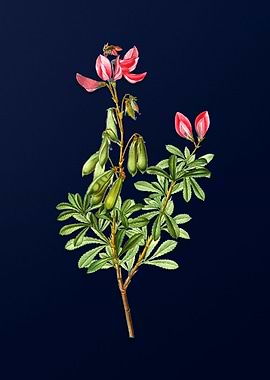 Blue Floral Illustration