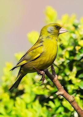 European Greenfinch