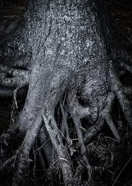 Tree Roots
